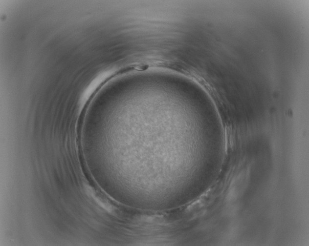 X0000063530147200601271909