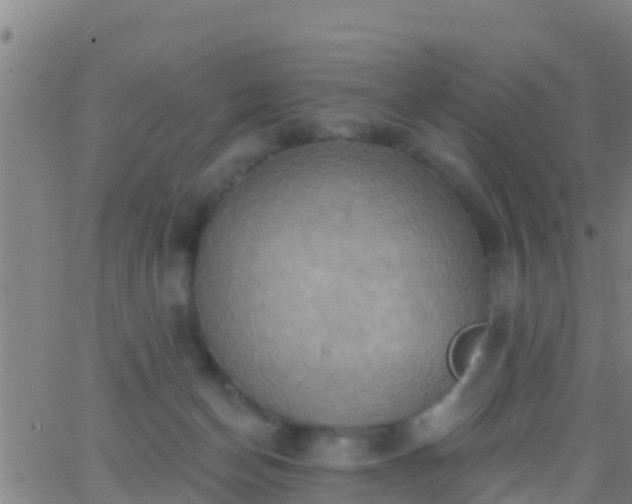 X0000063530174200601271910