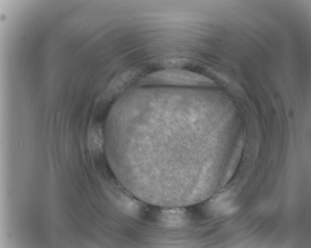 X0000063530240200601271909