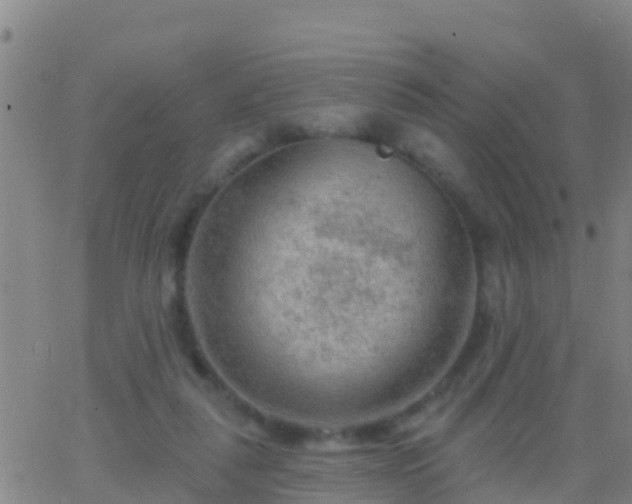 X0000063530259200601271908