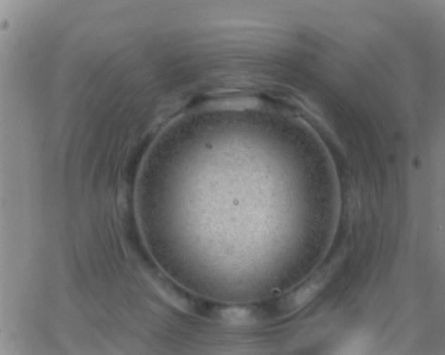 X0000063530265200601271908