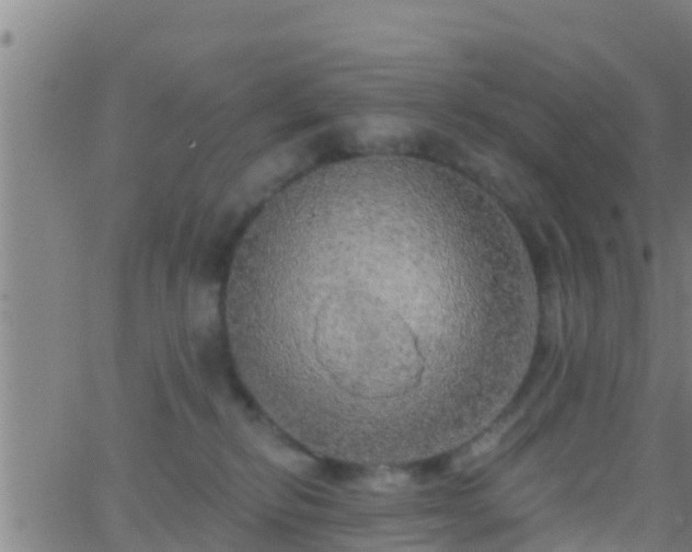 X0000063530278200601271908