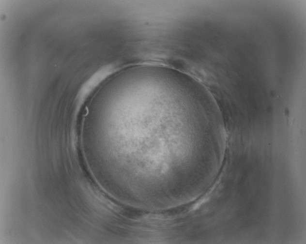 X0000063530294200601271908