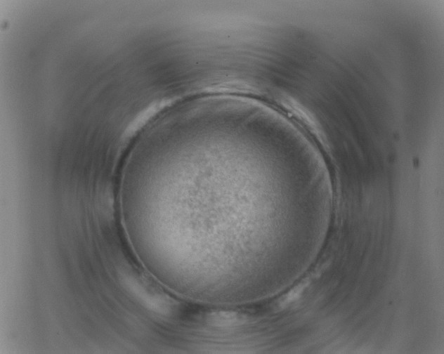 X0000063530298200601271908