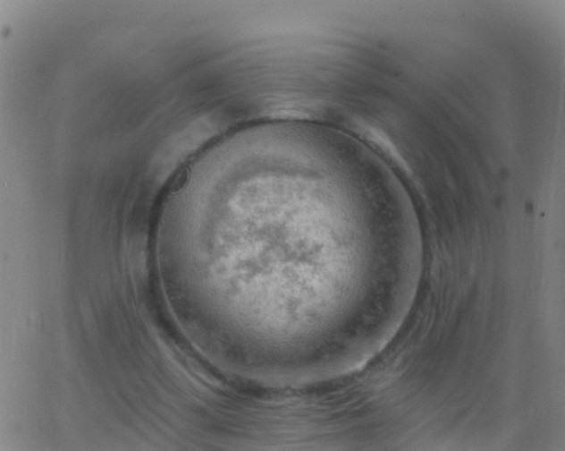 X0000063530299200601271908