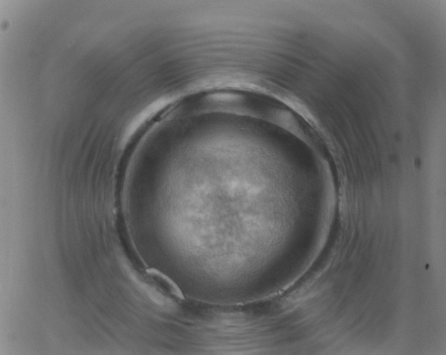 X0000063530438200601271905