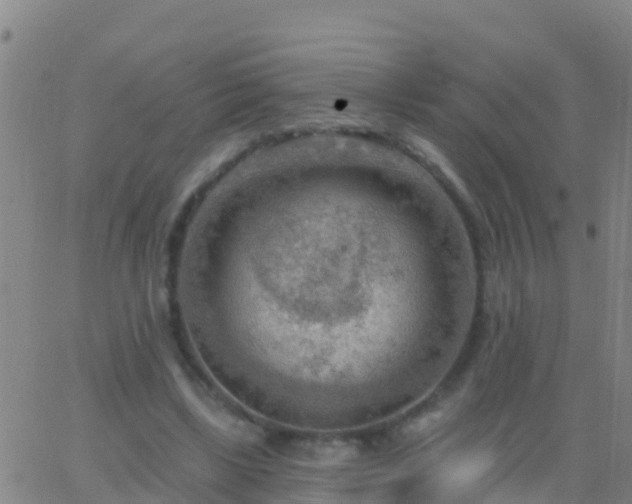 X0000063530443200601271905