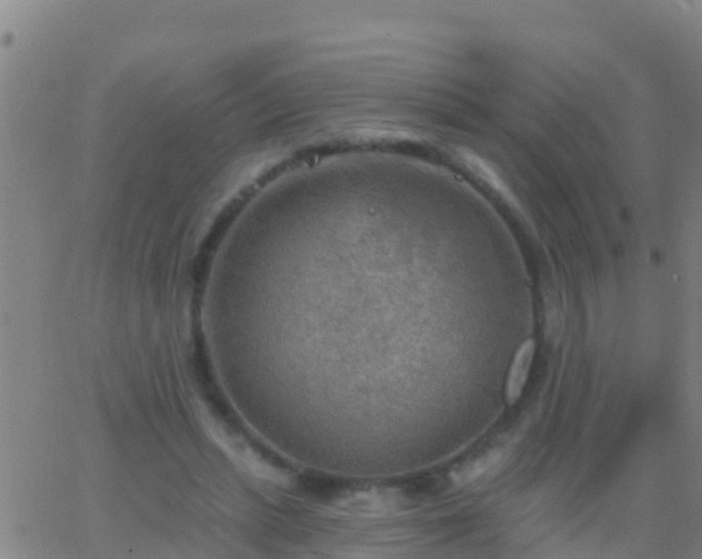 X0000063530447200601271905