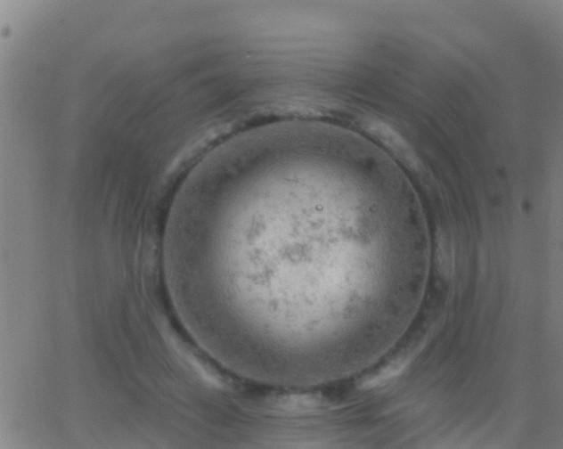 X0000063530449200601271905