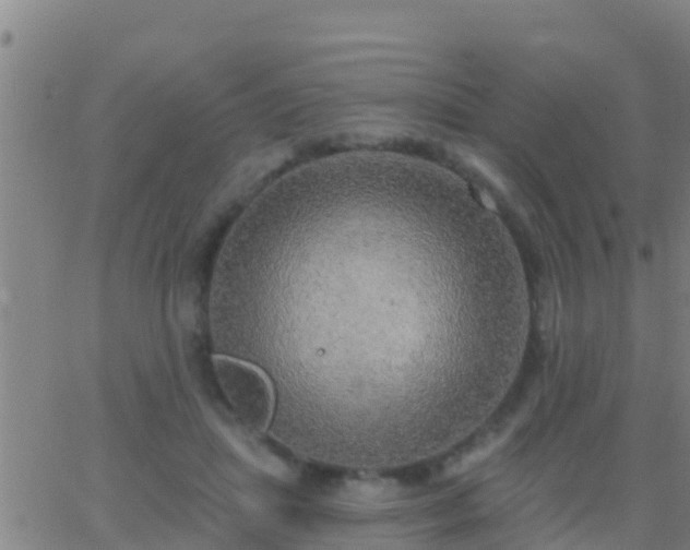 X0000063530455200601271905