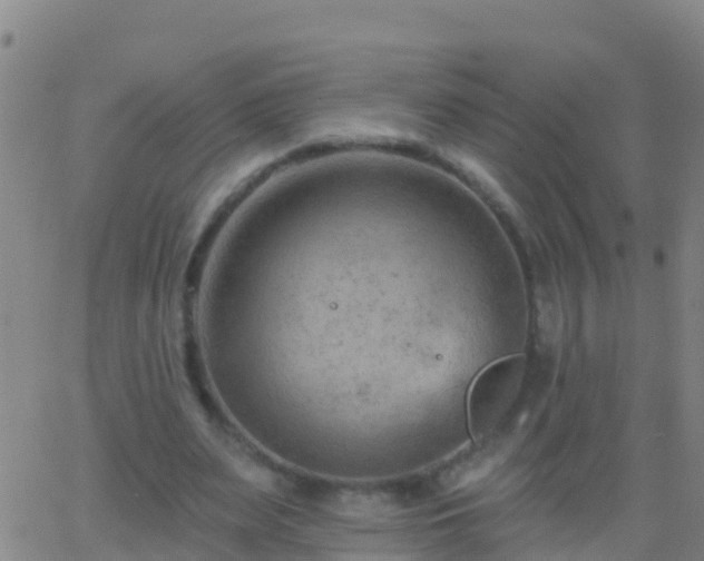 X0000063530487200601271905