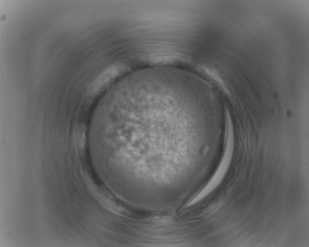 X0000063530495200601271905