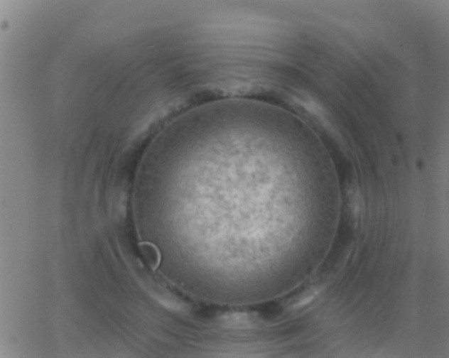 X0000063530499200601271904