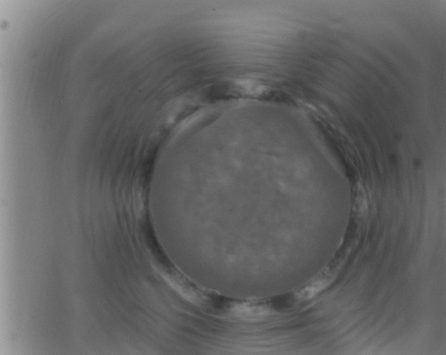 X0000063530568200601271904