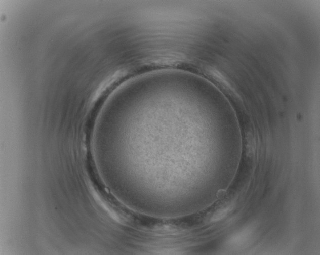 X0000063530634200601271902