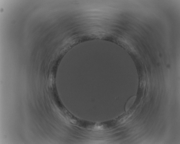 X0000063530647200601271902