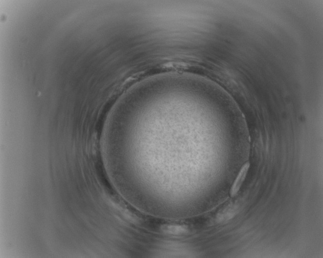 X0000063530649200601271902