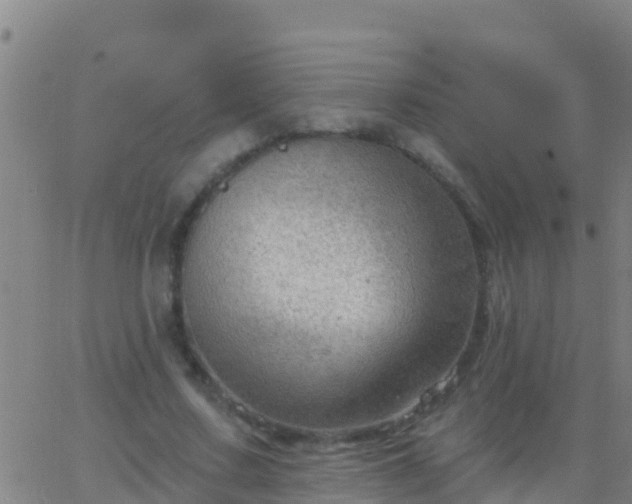 X0000063530683200601271901