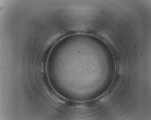 X0000063530692200601271901