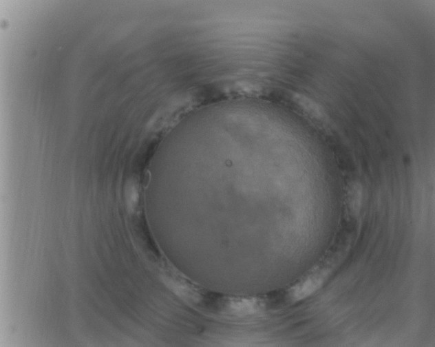 X0000063530709200601271901