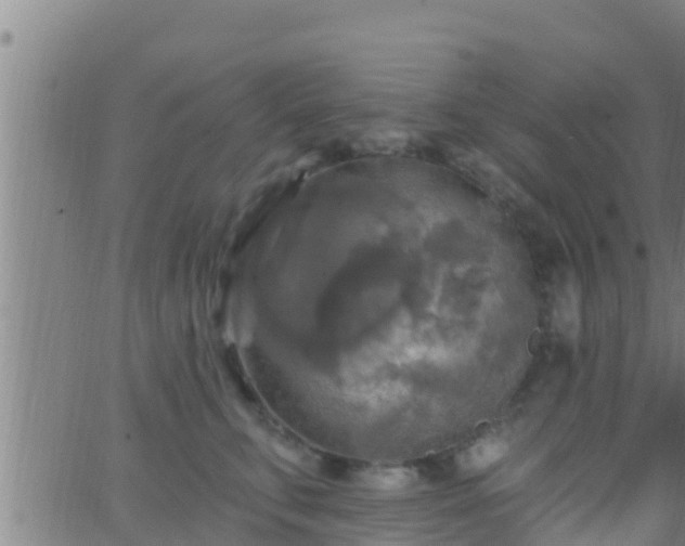 X0000063530711200601271901