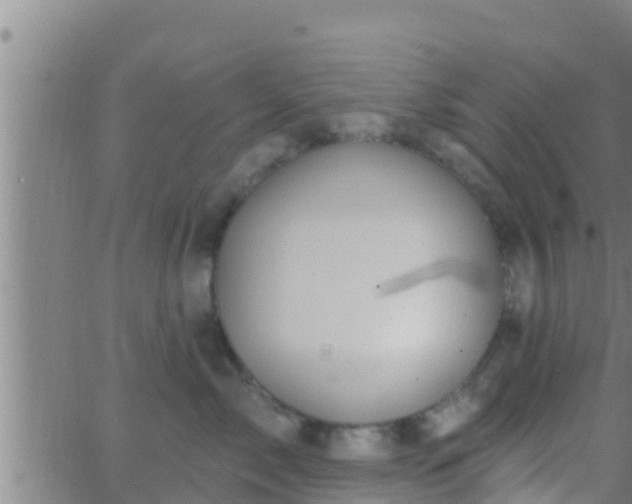 X0000063530717200601271901