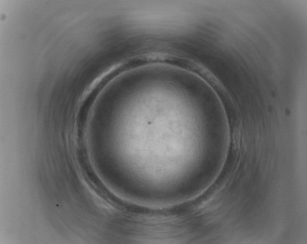 X0000063530722200601271900