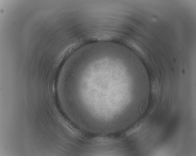 X0000063530733200601271900