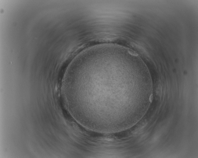 X0000063530743200601271900