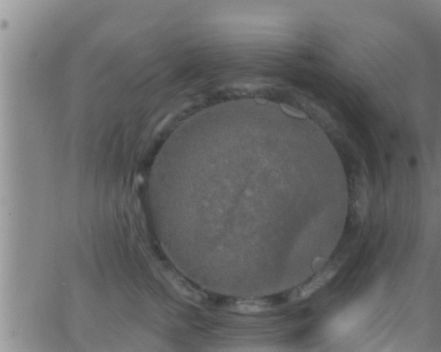 X0000063530758200601271901