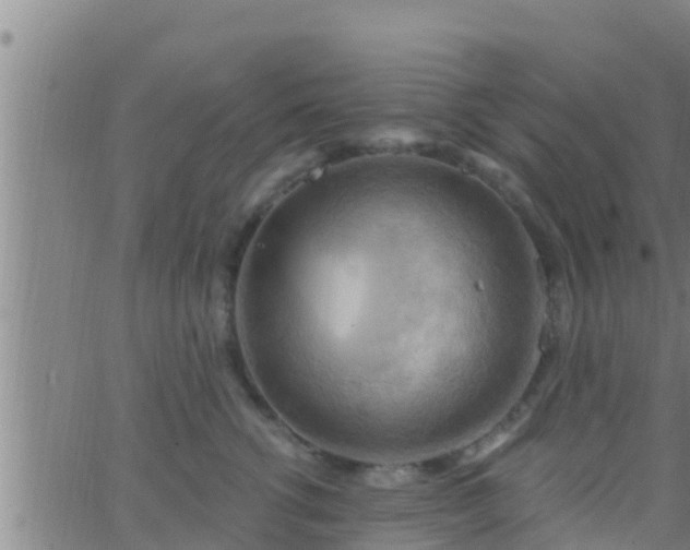 X0000063530762200601271901