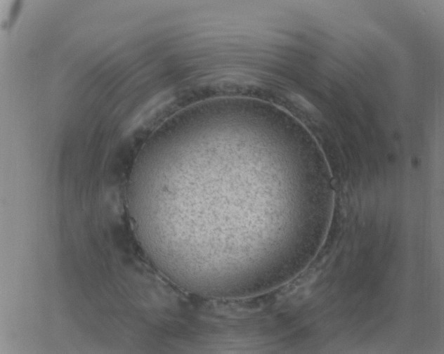 X0000063530774200601271900