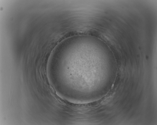 X0000063530817200601271858