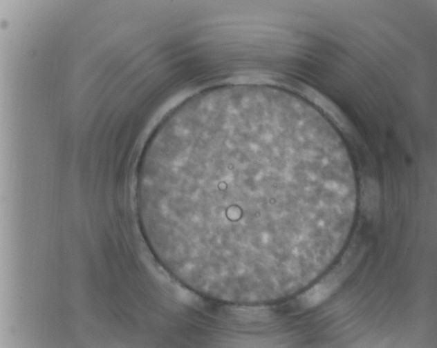 X0000063530856200601271859