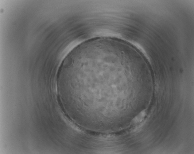 X0000063530887200601271858