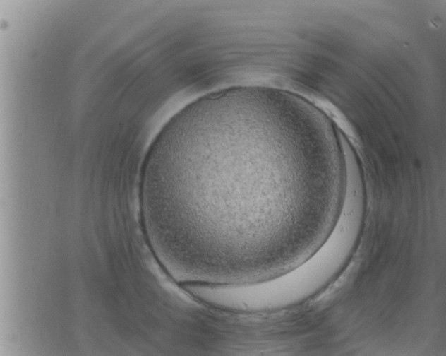 X0000063530904200601271858