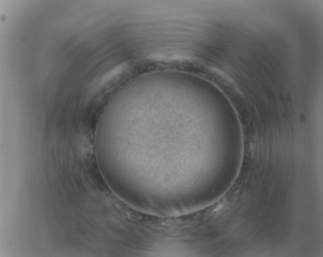 X0000063530966200601271857