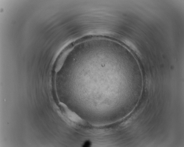 X0000063530976200601271857