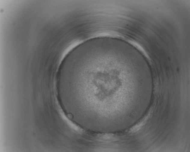 X0000063530991200601271856