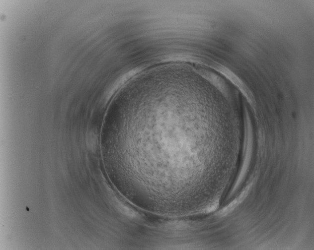 X0000063530993200601271856