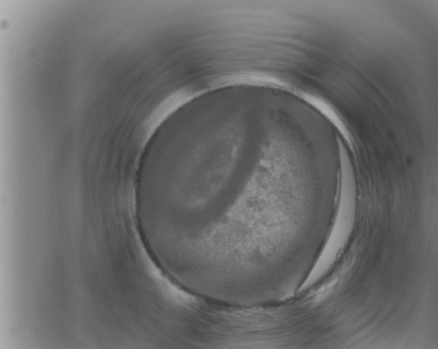 X0000063530999200601271856