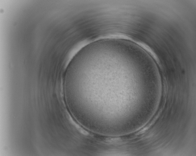 X0000063531006200601271856