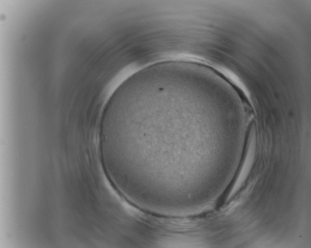 X0000063531007200601271856