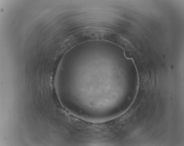 X0000063531013200601271855