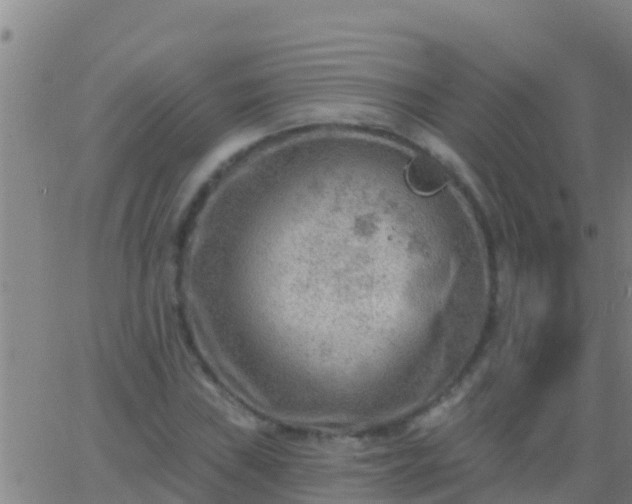 X0000063531019200601271856