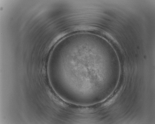 X0000063531025200601271856