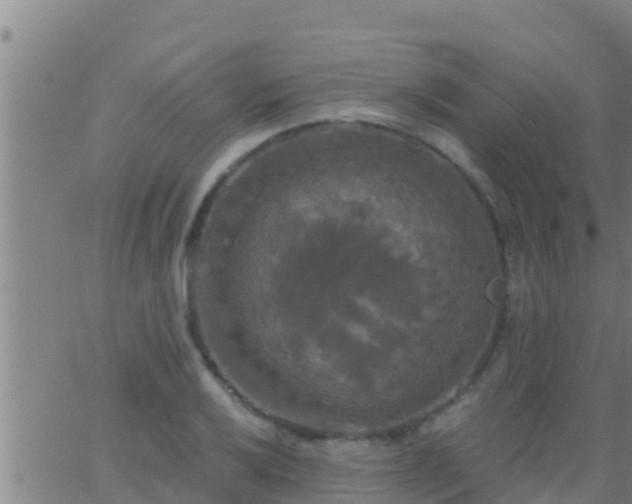 X0000063531032200601271856