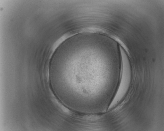 X0000063531083200601271855