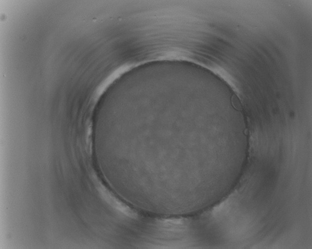 X0000063531126200601271854