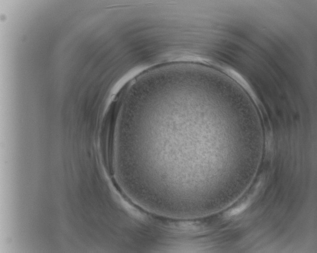 X0000063531149200601271854